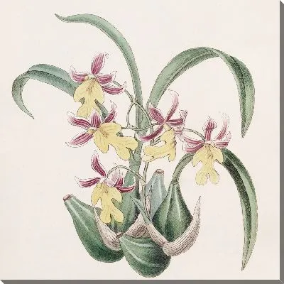 Картина Зубной язык мистера Уорнера (1815–1819)