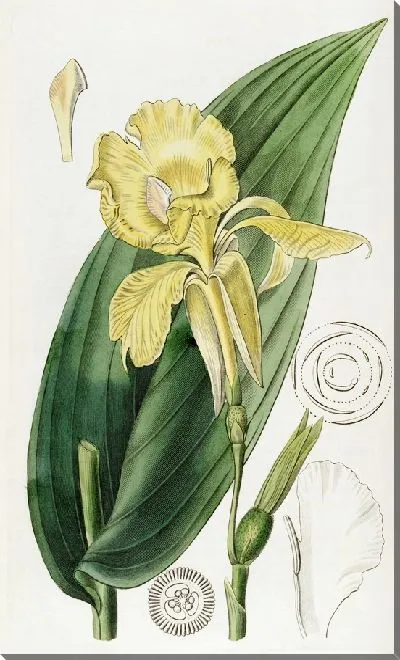 Картина Индийский выстрел мистера Ривза (1815-1819)