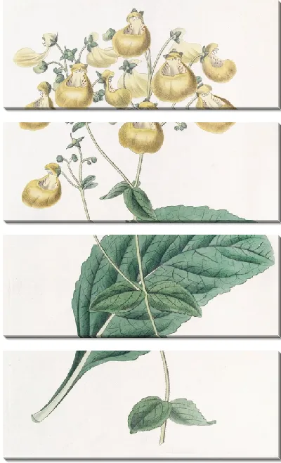 Картина Кальцеолярия г-на У. Герберта (1815-1819)