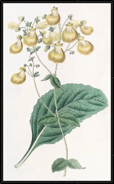 Картина Кальцеолярия г-на У. Герберта (1815-1819)