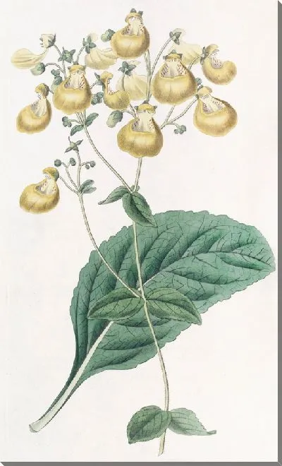 Картина Кальцеолярия г-на У. Герберта (1815-1819)