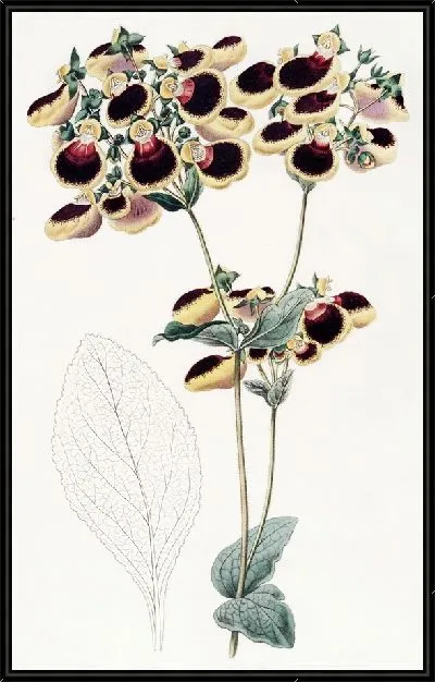 Картина Кальцеолярия г-на Янга (1815-1819)