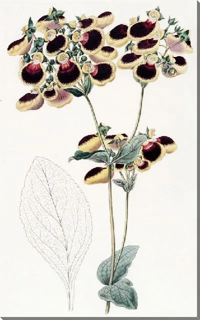 Картина Кальцеолярия г-на Янга (1815-1819)