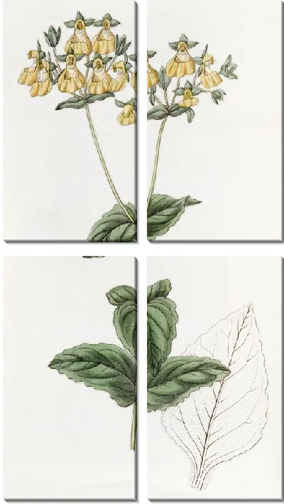 Картина Кальцеолярия мистера В. Герберта — мелкоцветковый сорт (1815-1819).