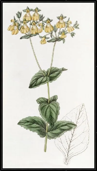 Картина Кальцеолярия мистера В. Герберта — мелкоцветковый сорт (1815-1819).