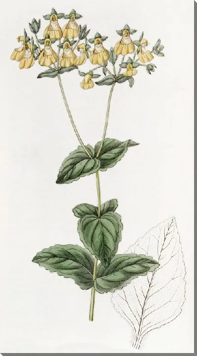 Картина Кальцеолярия мистера В. Герберта — мелкоцветковый сорт (1815-1819).