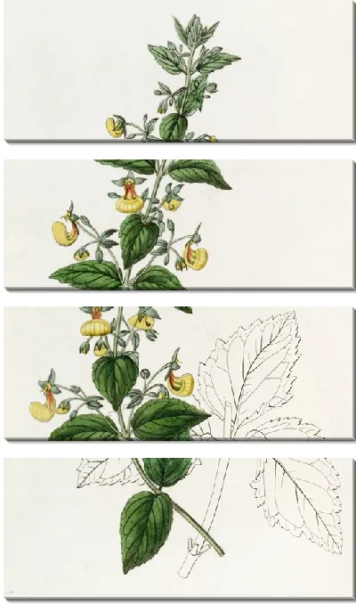 Картина Кальцеолярия узкоцветковая (1815-1819)