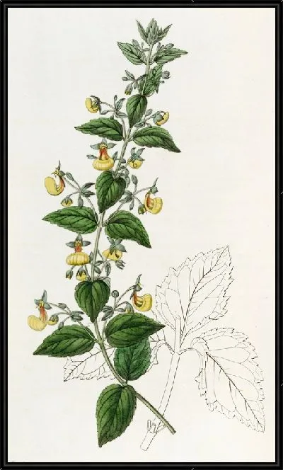 Картина Кальцеолярия узкоцветковая (1815-1819)