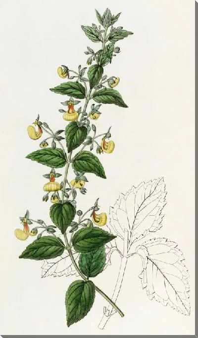 Картина Кальцеолярия узкоцветковая (1815-1819)