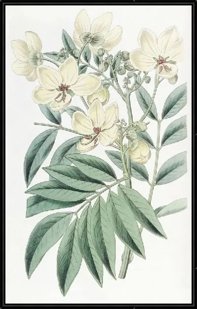 Картина Кассия г-на Герберта (1815-1819)