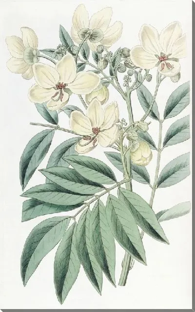 Картина Кассия г-на Герберта (1815-1819)