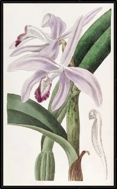 Картина Каттлея г-на Перрена (1815-1819)