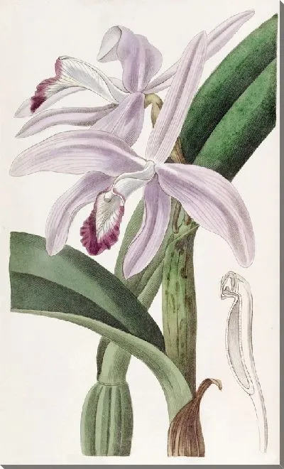 Картина Каттлея г-на Перрена (1815-1819)