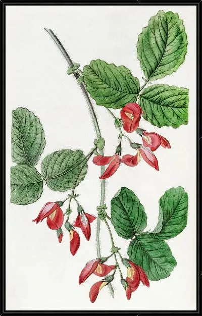 Картина Кеннедия миссис Марриет (1815–1819)