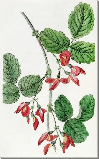 Картина Кеннедия миссис Марриет (1815–1819)