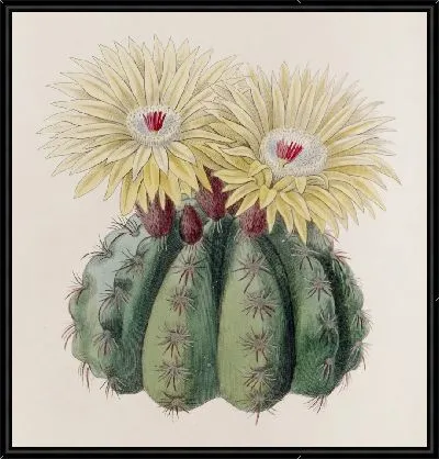 Картина Колючий кактус г-на Отто (1815-1819)