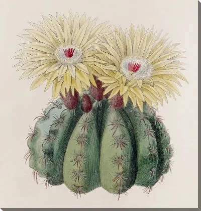 Картина Колючий кактус г-на Отто (1815-1819)