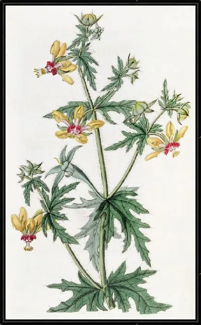 Картина Лоаса мистера Плейса (1815-1819)