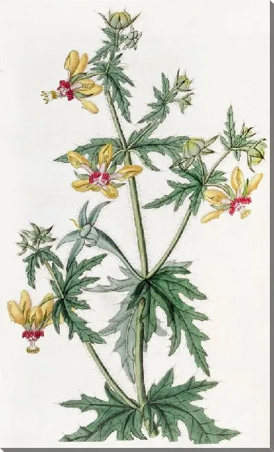 Картина Лоаса мистера Плейса (1815-1819)