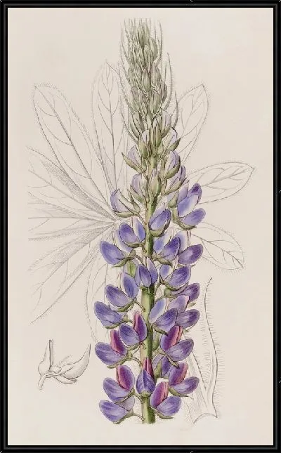 Картина Люпен г-на Хартвега (1815-1819)