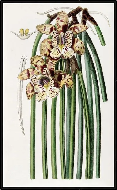 Картина Максиллярия мистера Стила (1815-1819)