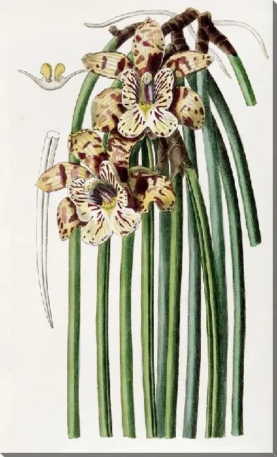 Картина Максиллярия мистера Стила (1815-1819)