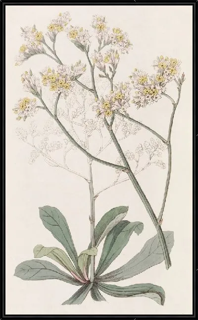 Картина Морская лаванда мистера Фортуны (1815-1819)