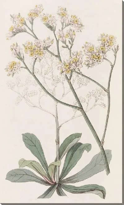 Картина Морская лаванда мистера Фортуны (1815-1819)