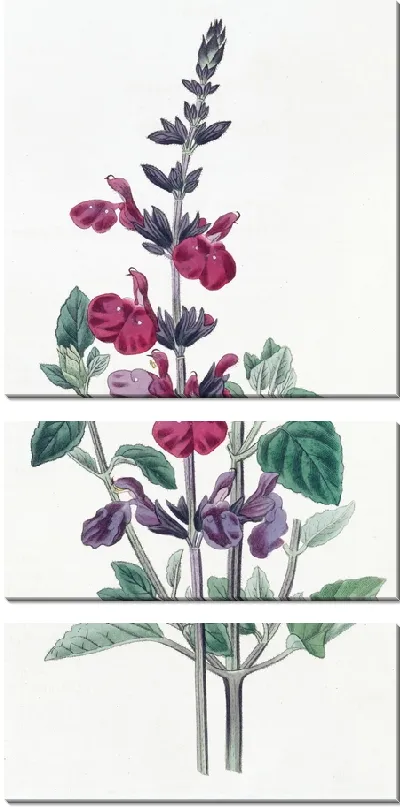 Картина Мудрец мистера Грэма (1815-1819)