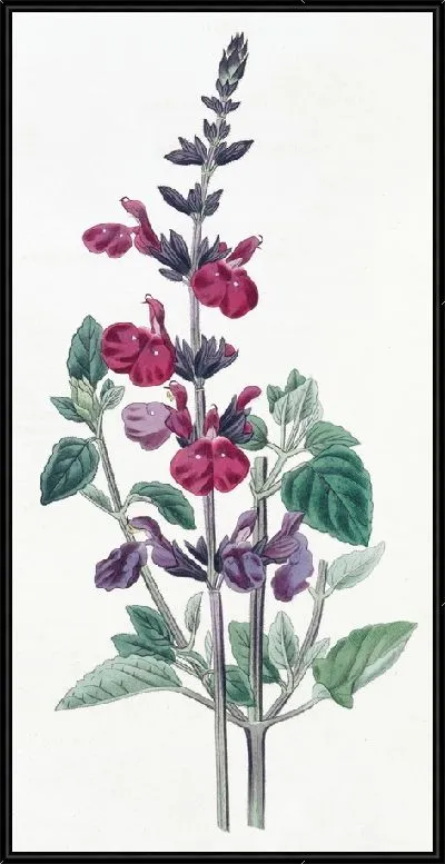 Картина Мудрец мистера Грэма (1815-1819)