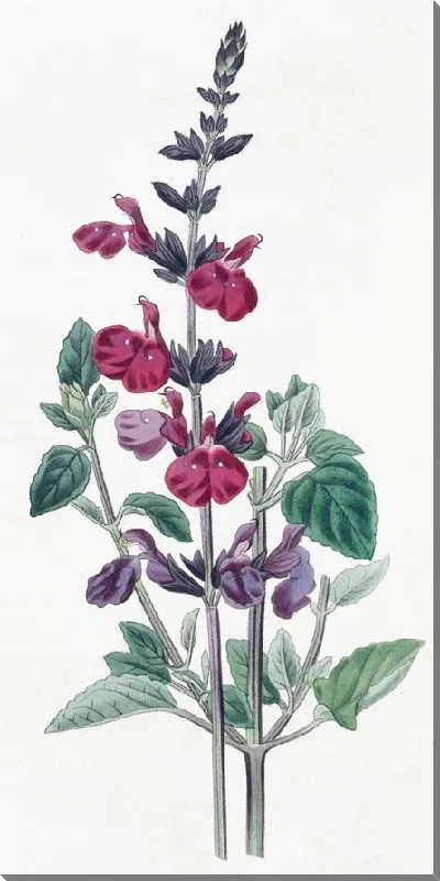 Картина Мудрец мистера Грэма (1815-1819)