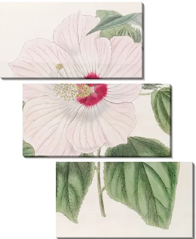 Картина Мускусный гибискус (1815-1819)
