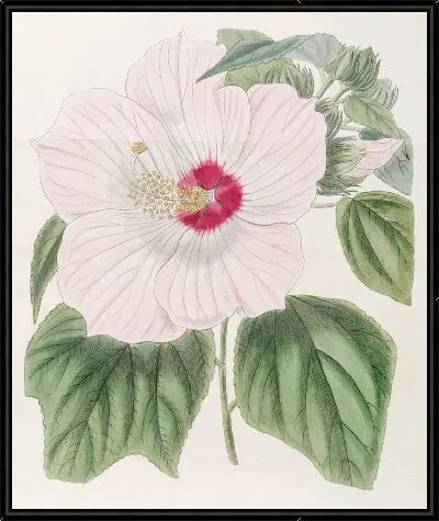 Картина Мускусный гибискус (1815-1819)