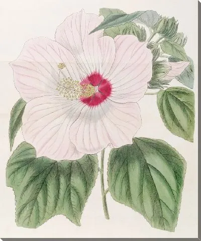 Картина Мускусный гибискус (1815-1819)