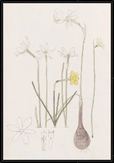 Картина Нарциссы (1815-1819)