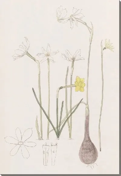 Картина Нарциссы (1815-1819)