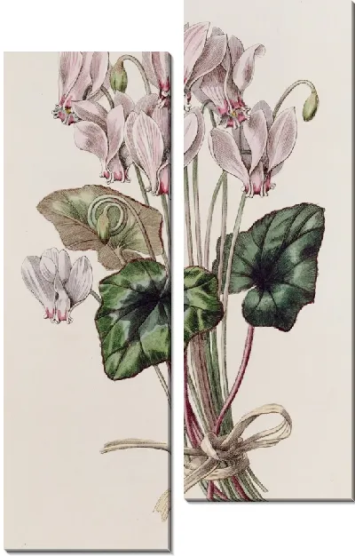 Картина Неаполитанский циклмен (1815-1819)
