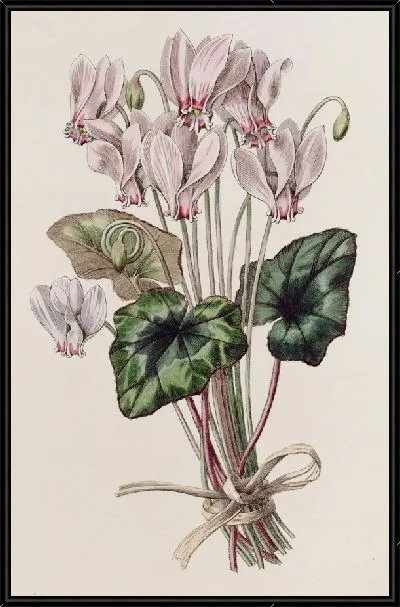 Картина Неаполитанский циклмен (1815-1819)