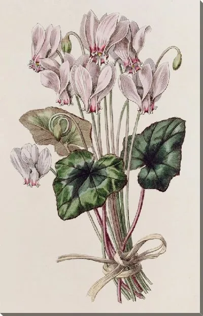 Картина Неаполитанский циклмен (1815-1819)