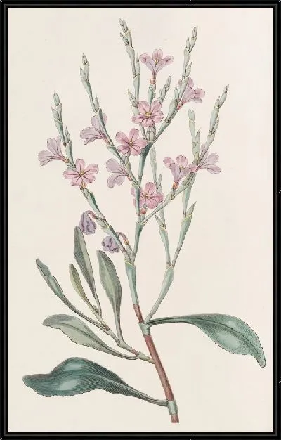 Картина Обнаженный монопеталус Морская Лаванда (1815-1819)