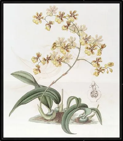 Картина Онцидиум миссис Арнольда Харрисона (1815–1819)