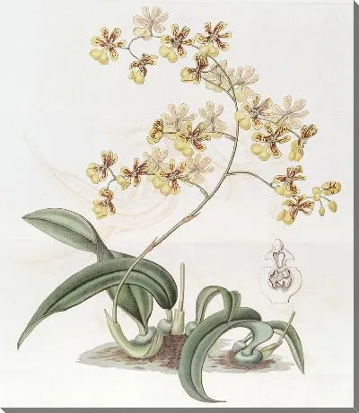 Картина Онцидиум миссис Арнольда Харрисона (1815–1819)