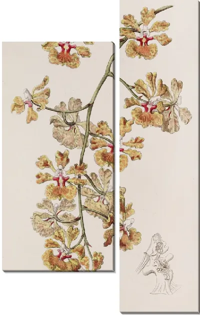 Картина Онцидиум мистера Бойда (1815-1819)