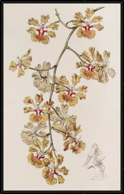Картина Онцидиум мистера Бойда (1815-1819)