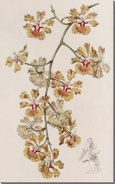 Картина Онцидиум мистера Бойда (1815-1819)