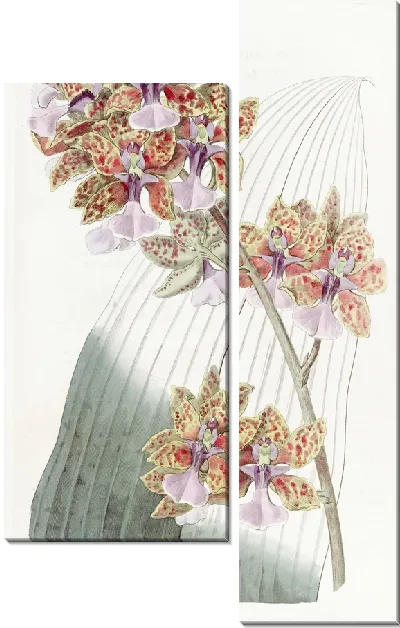 Картина Онцидиум мистера Ланса (1815-1819)