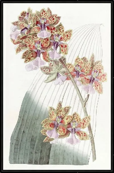 Картина Онцидиум мистера Ланса (1815-1819)