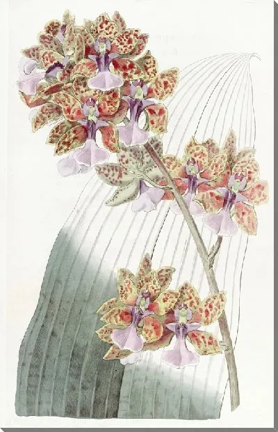 Картина Онцидиум мистера Ланса (1815-1819)