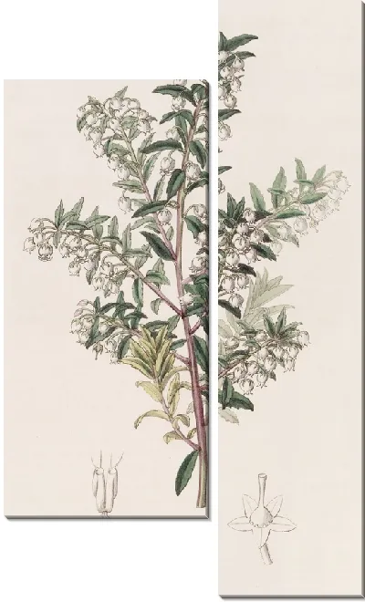 Картина Пернеттия узколистная (1815-1819)