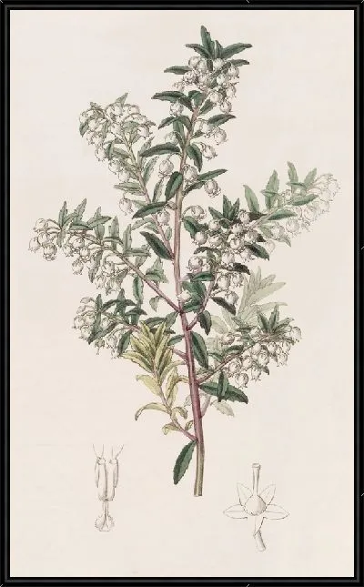 Картина Пернеттия узколистная (1815-1819)